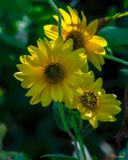 Giant Sunflowers (Helianthus giganteus) (DFL1501)