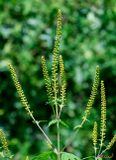 Giant Ragweed (Ambrosia trifida) (DFL1505)