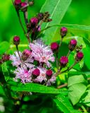 New York Ironweed or Vein-leaf Hawkweed (Vernonia noveboracensis) (DFL1508)