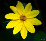 Pale-leaved Sunflower (Helianthus strumosus) (DFL1514)
