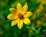 Tickseed Sunflower (Bidens aristosa) (DFL1516)