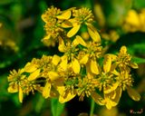 Wingstem (Actinomeris alternifolia) (DFL1513)