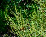 Common Ragweed, Annual Ragweed, or Low Ragweed (Ambrosia artemisiifolia) (DFL1517)