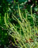 Common Ragweed, Annual Ragweed, or Low Ragweed (Ambrosia artemisiifolia) (DFL1518)