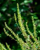 Common Ragweed, Annual Ragweed, or Low Ragweed (Ambrosia artemisiifolia) (DFL1519)