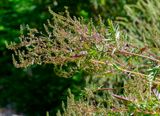 Common Ragweed, Annual Ragweed, or Low Ragweed (Ambrosia artemisiifolia) (DFL1520)