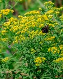 Grass-Leaved Goldenrod or Flat-Top Goldenrod (Euthamia graminifolia) (DFL1521)