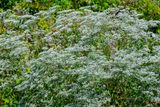 White Boneset, Lateflowering Thoroughwort, Late Boneset or Late-flowering Boneset (Eupatorium serotinum) (DFL1522)