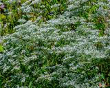 White Boneset, Lateflowering Thoroughwort, Late Boneset or Late-flowering Boneset (Eupatorium serotinum) (DFL1523)