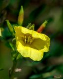 Common Evening-Primrose or Kings-Cureall (Oenothera biennis) (DFL1524)