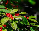Common Winterberry or Winterberry Berries (Ilex verticillata) (DFL1525)
