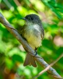 Eastern Phoebe (Sayornis phoebe) (DSB0430)