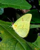 Cloudless Sulphur Butterfly (Phoebis senne) (DIN0424)