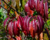 Black Cherry Fall Leaves (Prunus serotina) (DF015)