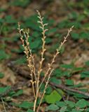 Beechdrops (Epifagus americana) (DFF0039)