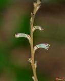 Beechdrops (Epifagus americana) (DFF0040)