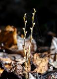 Beechdrops after Flowering (Epifagus americana) (DFL1529)