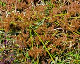 False Nutsedge or Straw-colored Flatsedge (Cyperus strigosus) (DFL1527)