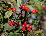 Swamp Rose Hips (Rosa palustris) (DFL1526)