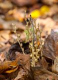 Beechdrops after Floweing (Epifagus americana) (DFL1531)