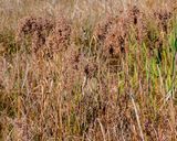 Marsh Bulrush or Cottongrass Bulrush (Scirpus cyperinus) (DFL1536)