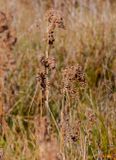 Marsh Bulrush or Cottongrass Bulrush (Scirpus cyperinus) (DFL1537)