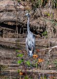 Great Blue Heron (Ardea herodias) (DMSB0268)