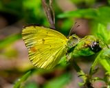 Little Yellow Butterfly (Pyrisitia lisa or Eurema lisa) (DIN0211)