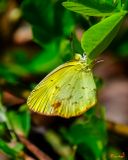 Little Yellow Butterfly (Pyrisitia lisa or Eurema lisa) (DIN0212)