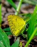 Little Yellow Butterfly (Pyrisitia lisa or Eurema lisa) (DIN0213)