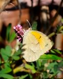 Dainty Sulphur Butterfly visiting Smartweed (Nathalis iole) (DIN0429)