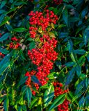 Heavenly Bamboo (DHC0027)