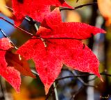 Sweetgum Leaves (Liquidambar styraciflua) (DF027)