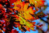 English Oak Leaves (Quercus robur) (DF031)