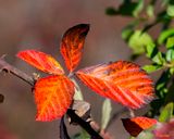 Allegheny Blackberry Leaves (Rubus allegheniensis) (DF032)
