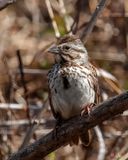 Song Sparrow (Agelaius phoeniceu) (DSB0034)