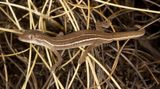 Strophurus mcmilliani
