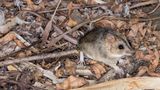 Red-cheeked dunnart