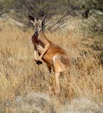 Red Kangaroo