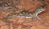 Diplodactylus tessellatus