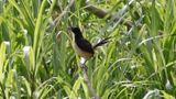 Black-capped donacobius