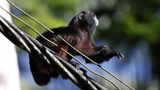Saddle-backed tamarin