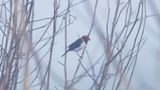 Red-capped cardinal