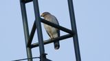 Roadside Hawk 2