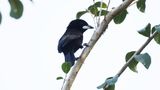 Silver-beaked tanager
