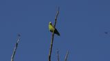 Tui Parakeet
