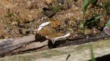 Banded peacock