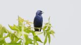 _MG_1028 Blue Grosbeak.jpg