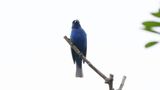 _MG_1375 Indigo Bunting.jpg