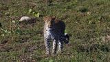 _MG_6789 Leopard Walking.jpg